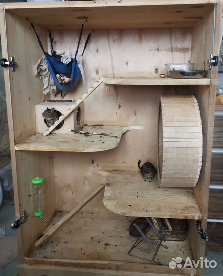 Витрина с дегу