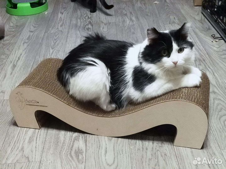 Кот в добрые руки