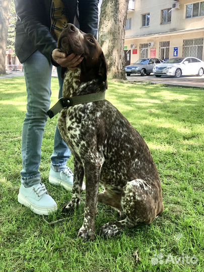Курцхаар добряк для спокойных прогулок и обнимашек