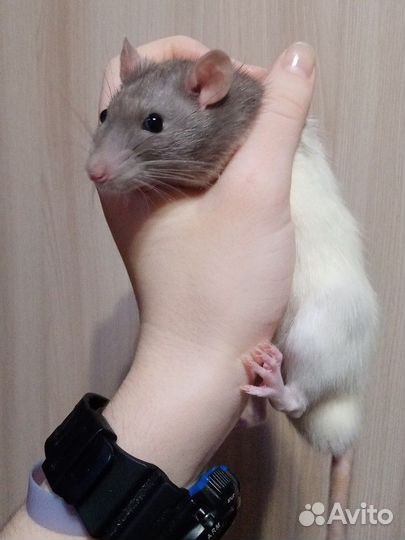 Крыса + корм