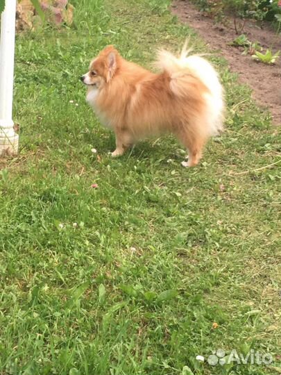 Померанский шпиц