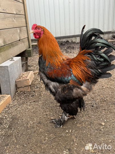 Семья брама