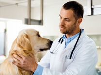 Ветеринарный врач (есть выезд на дом)