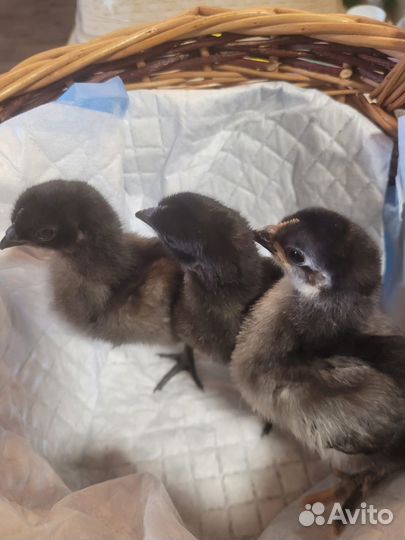 Продам цыплят