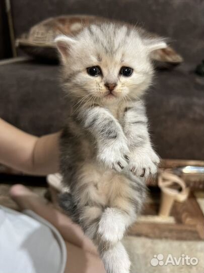 Кошка в дар