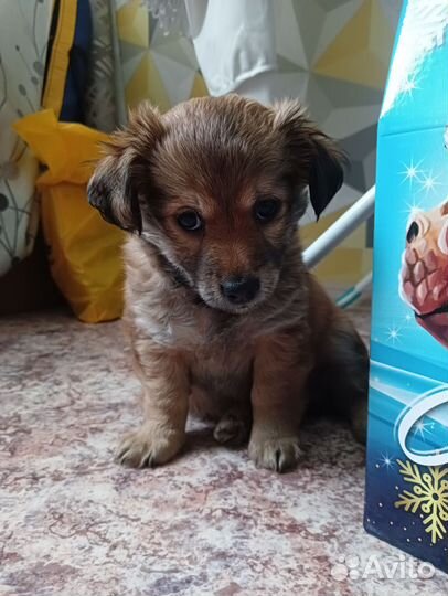 Отдам щенка