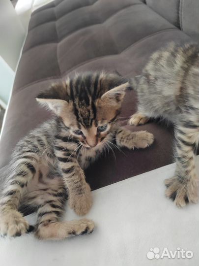 Котята бенгалы