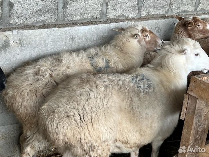 Овцы и Бычки