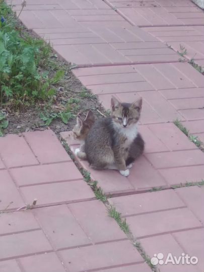 Кошка в дар бесплатно