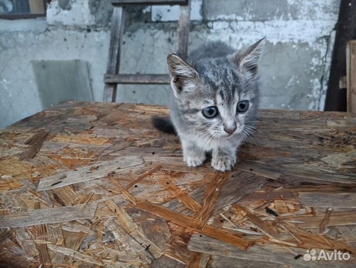 Котята в добрые руки бесплатно