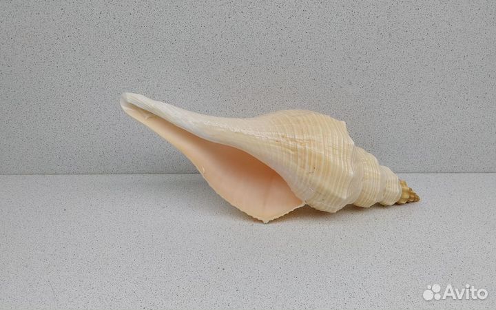 Хемифусус Туба 23,4 морская ракушка раковина