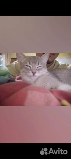 Кошка девочка В добрые руки