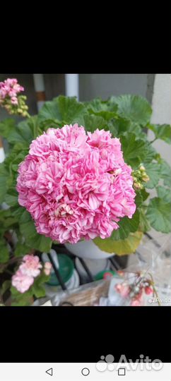 Пеларгонии сортовые