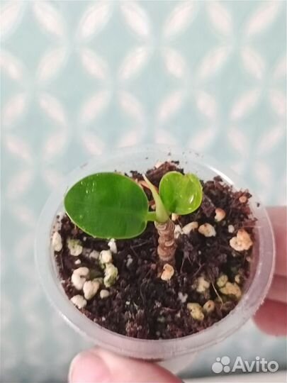 Разные комнатные растения