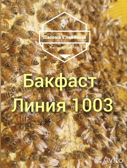 Пчелопакеты «Карника» и «Бакфаст» с бесплатной дос