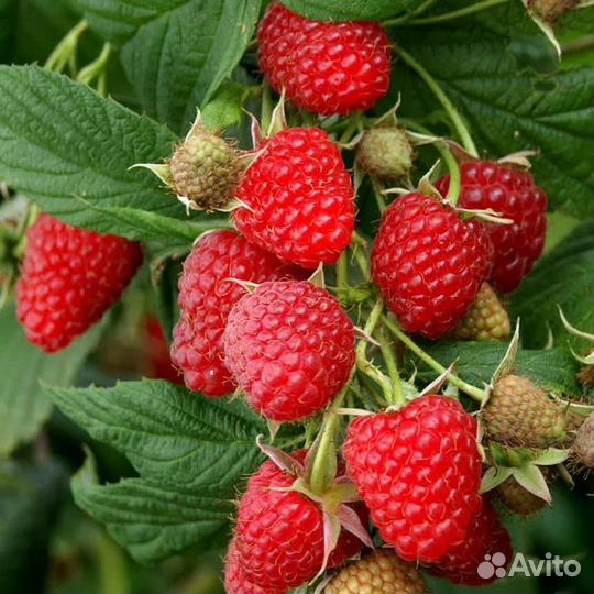 Саженцы ремонтантной малины