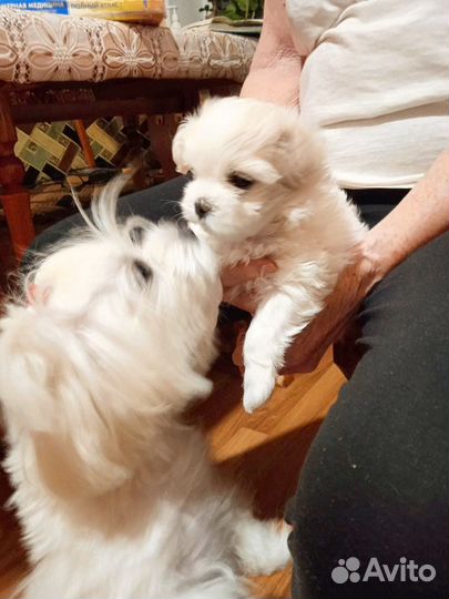 Мальтийская болонка