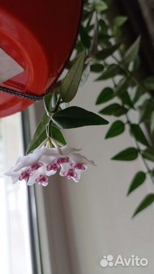 Хойя цветущая