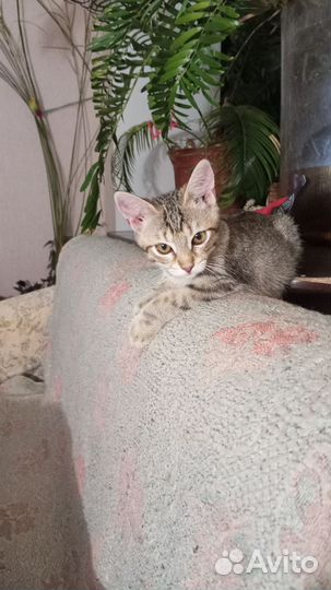 Кошечка, повреждена лапка, к горшку приучена