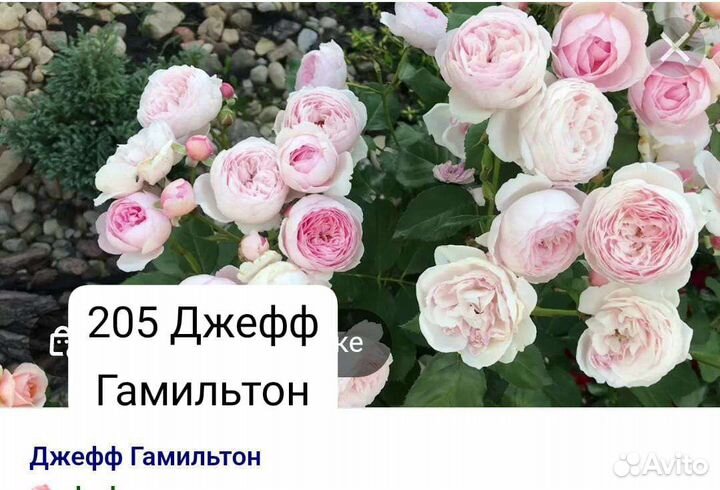 Чайно-гибридная, Плетистая розы