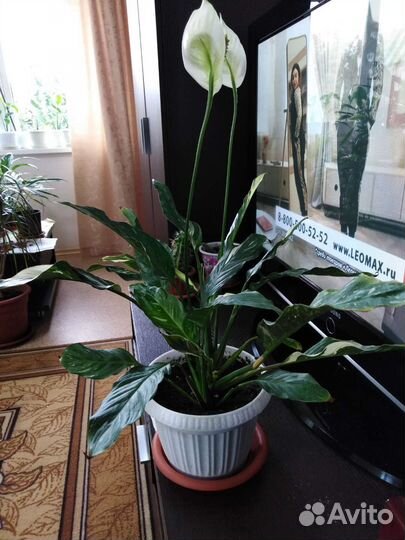 Спатифиллум пестролистный 