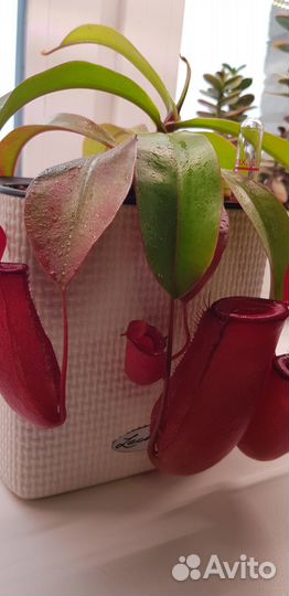 Непентес Кровавая Мэри (лат. Nepenthes Bloody Mary