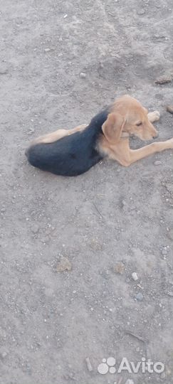 Русская гончая