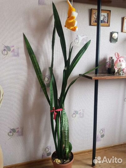 Щучий хвост