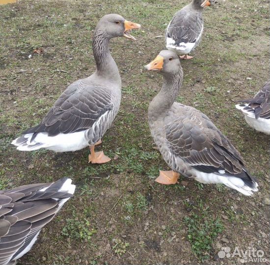 Крупные серые гуси