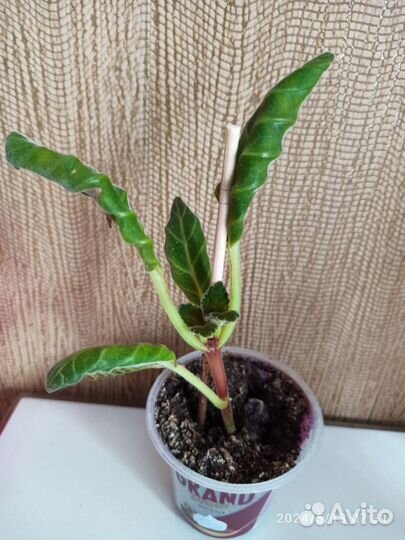 Глоксиния махроваяGloxinia Tigrina Red цены разные