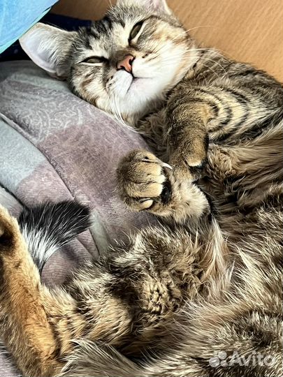 Кошка