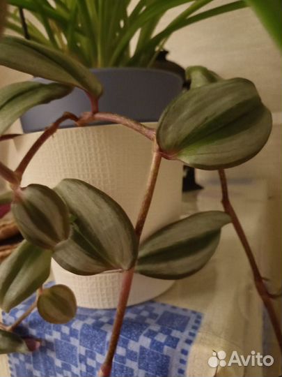 Традесканция зебрина срезы 3 шт