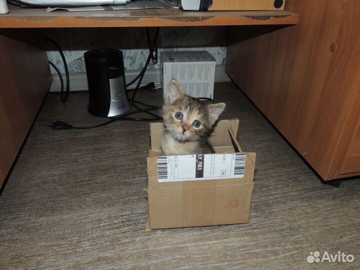 Котята в добрые руки даром