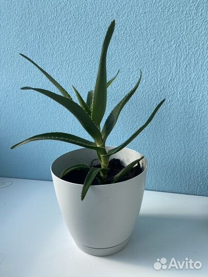 Алоэ лечебный