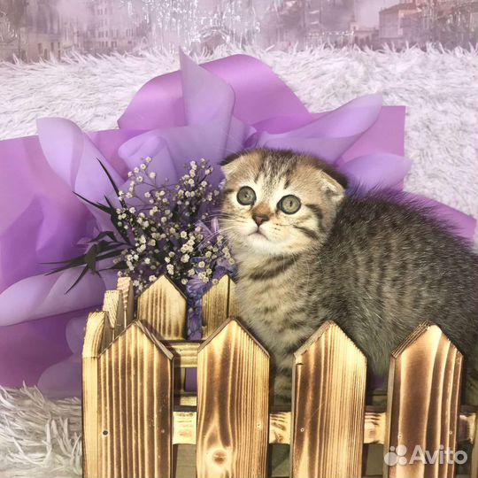 Шотландская