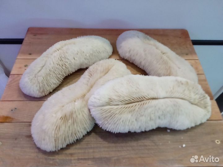 Натуральные кораллы для аквариума