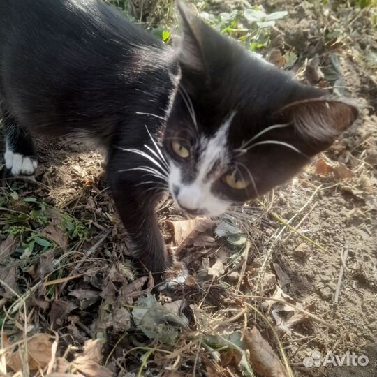 Котенок девочка