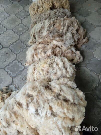 Продаю овечью шерсть- сырец