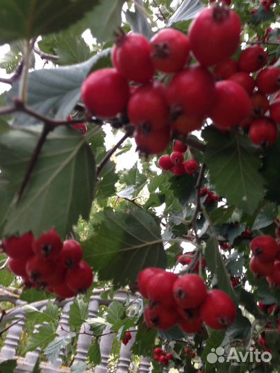 Саженцы Боярышника, лимонника