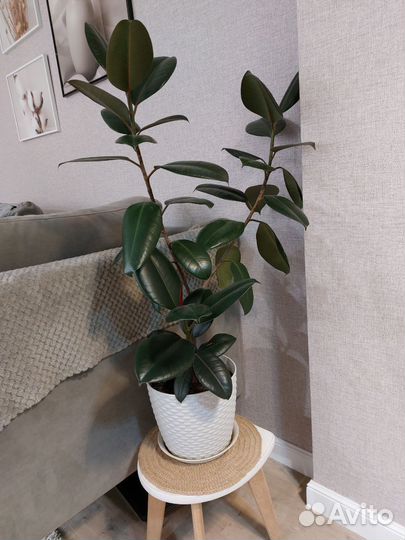 Комнатные цветы