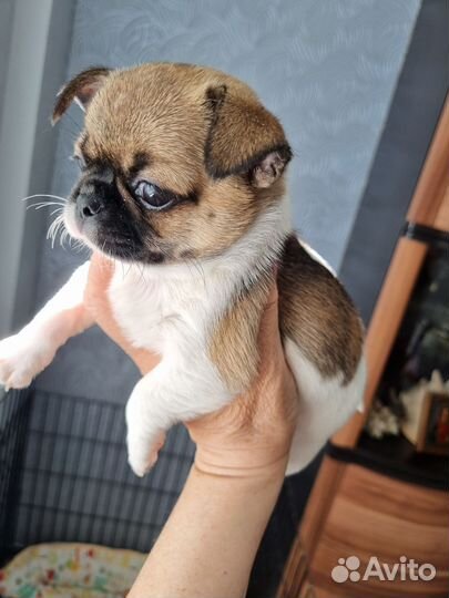 Чихуахуа девочка красотка