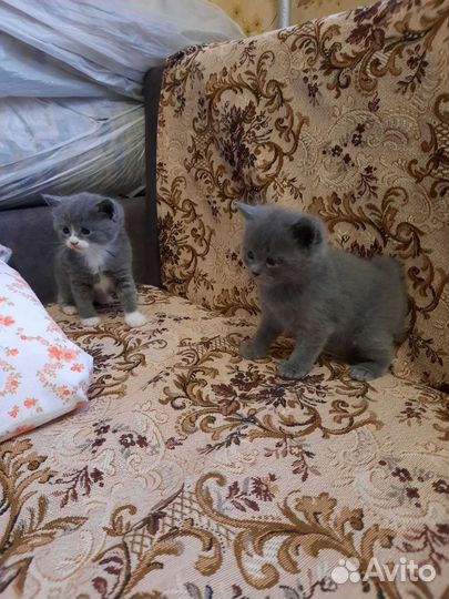 Шотландские прямоухие котята