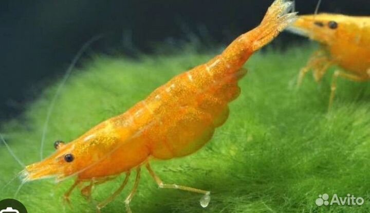 Креветки цветные, карликовые раки