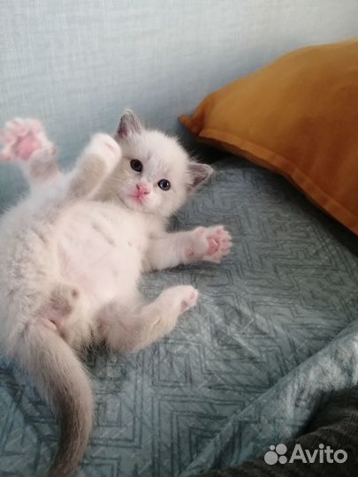 Милые котята