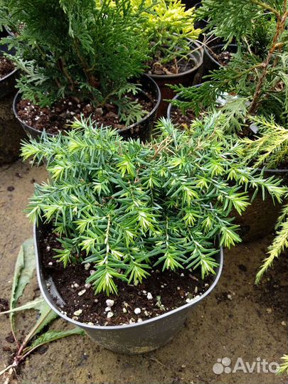 Тсуга канадская