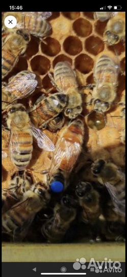 Пчелопакеты бакфаст