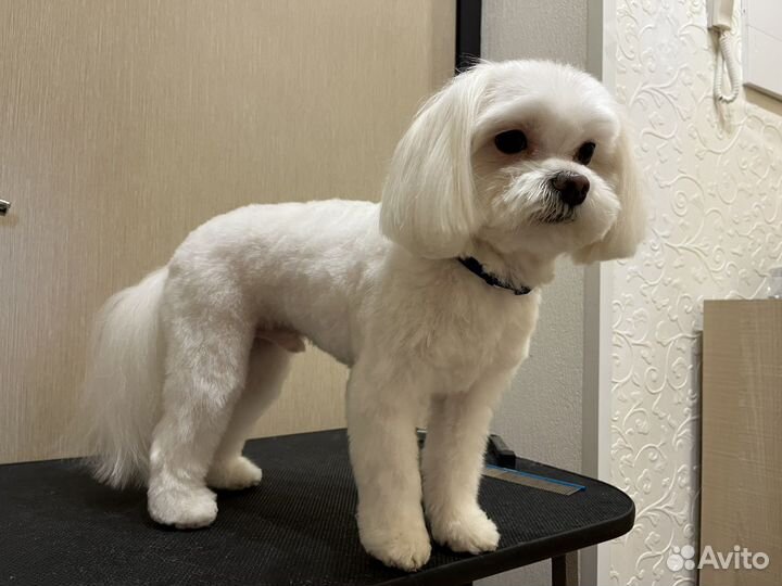 Груминг в Солнечном. Стрижка собак