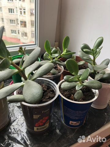 Денежное дерево толстянка