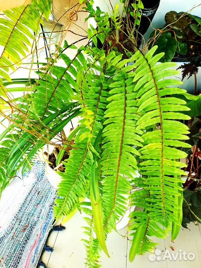 Папоротник комнатный нефролепис