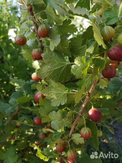 Саженцы крыжовника